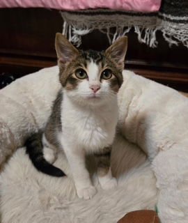 STONEY - Tabby / Domestic Short Hair available for adoption