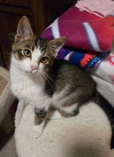 STONEY - Tabby / Domestic Short Hair available for adoption