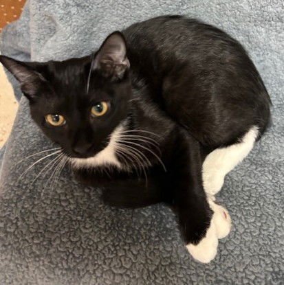 ADRIAN - Domestic Short Hair / Tuxedo available for adoption