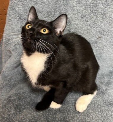 ADRIAN - Domestic Short Hair / Tuxedo available for adoption
