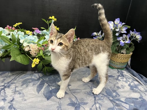 ADOPTION-READ FIRST - Domestic Medium Hair available for adoption