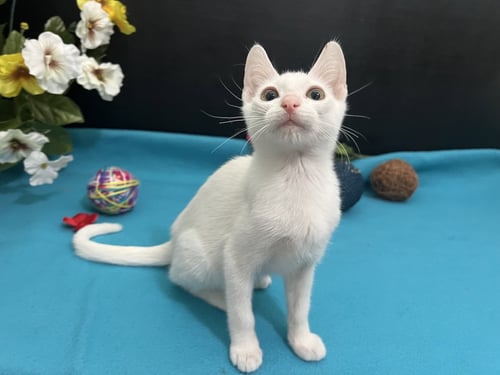 ADOPTION-READ FIRST - Domestic Medium Hair available for adoption