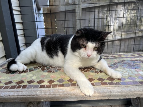 ADOPTION-READ FIRST - Domestic Medium Hair available for adoption
