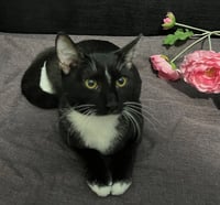 ADOPTION-Read First - Photo 3
