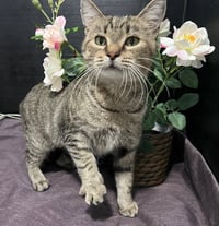 ADOPTION-Read First - Photo 2