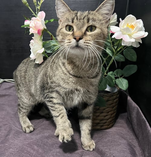 ADOPTION-READ FIRST - Domestic Medium Hair available for adoption