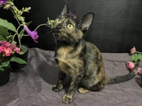 ADOPTION-Read First - Photo 4