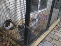 ADOPTION-Read First - Photo 6