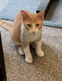 Custard - Photo 3