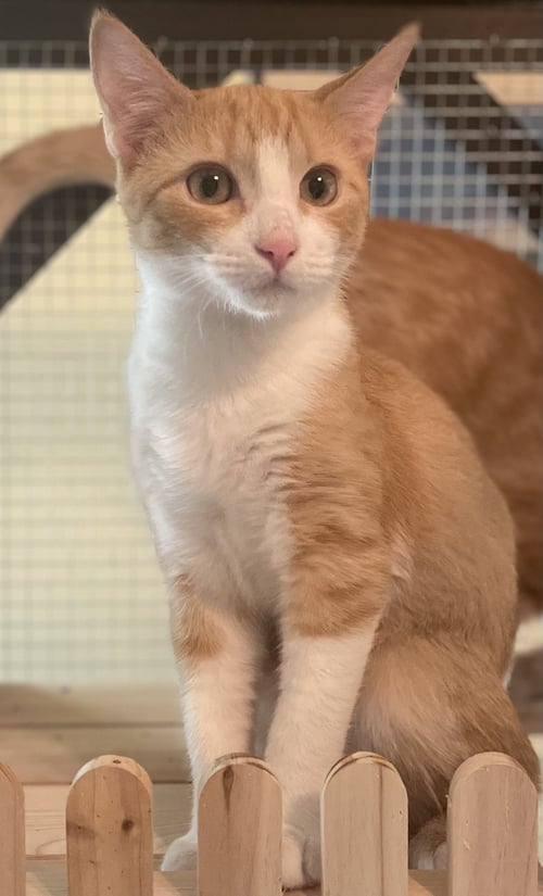 CUSTARD - Domestic Short Hair / Tabby available for adoption