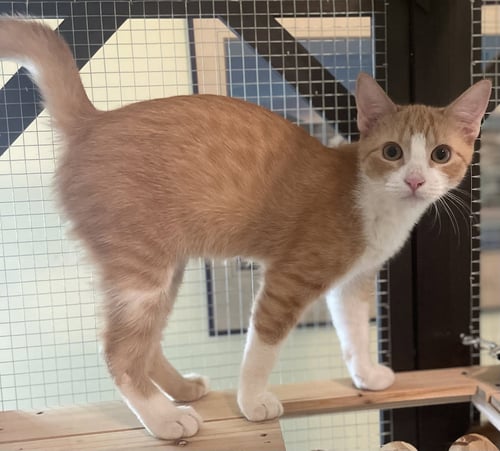 CUSTARD - Domestic Short Hair / Tabby available for adoption
