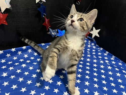 SHUBERT - Tabby / Domestic Short Hair for adoption in Atlanta