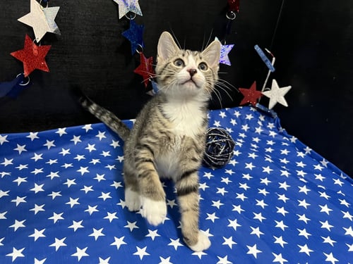 SHUBERT - Tabby / Domestic Short Hair available for adoption