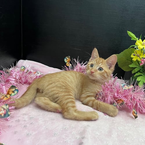 EDWARDO - Tabby / Domestic Short Hair for adoption in Atlanta