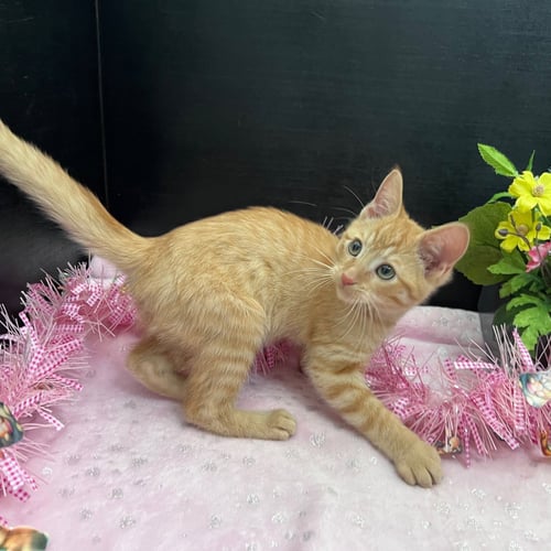 EDWARDO - Tabby / Domestic Short Hair available for adoption