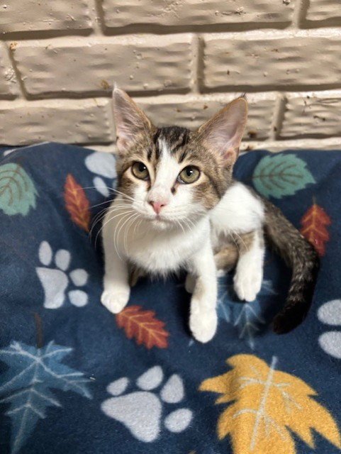 DEWEY - Tabby / Domestic Short Hair available for adoption