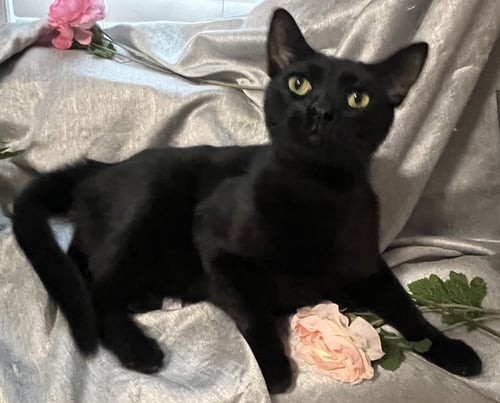 VERSACE--AKA: OWEN - Domestic Short Hair available for adoption