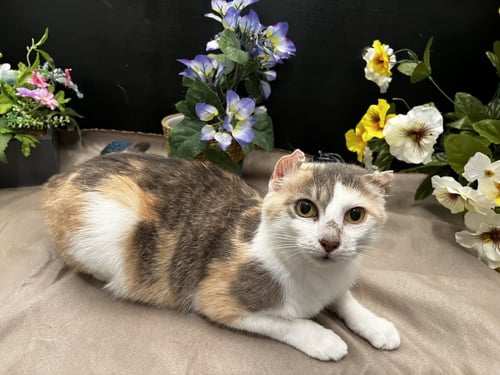 PERLIE - Calico / Domestic Short Hair available for adoption