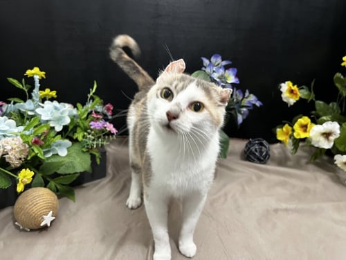 PERLIE - Calico / Domestic Short Hair available for adoption