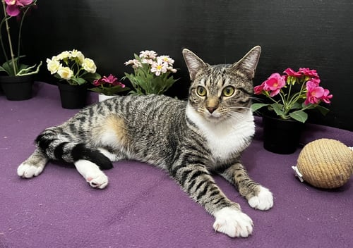 LENA - Tabby / Domestic Short Hair available for adoption