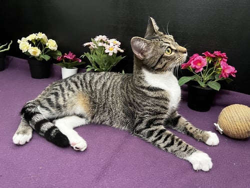 LENA - Tabby / Domestic Short Hair available for adoption