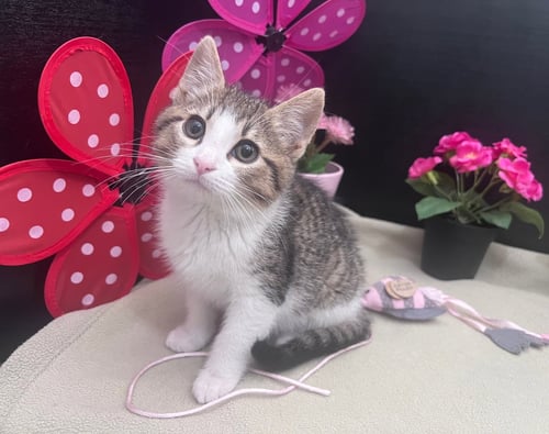 FENNEL - Domestic Short Hair / Tabby for adoption in Atlanta