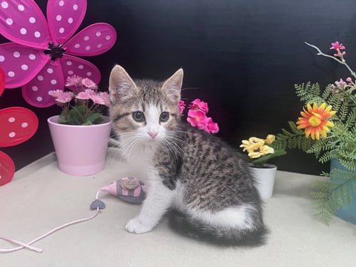 FENNEL - Domestic Short Hair / Tabby available for adoption