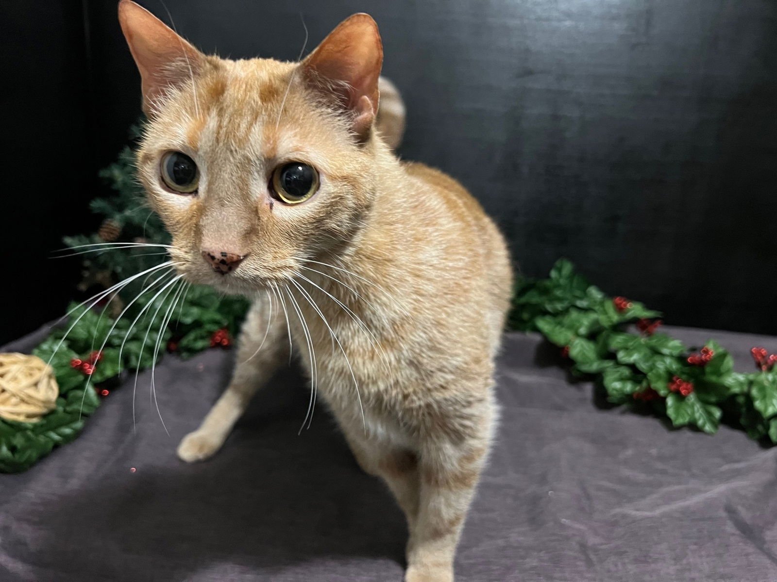 CHEETO - Tabby / Domestic Short Hair available for adoption