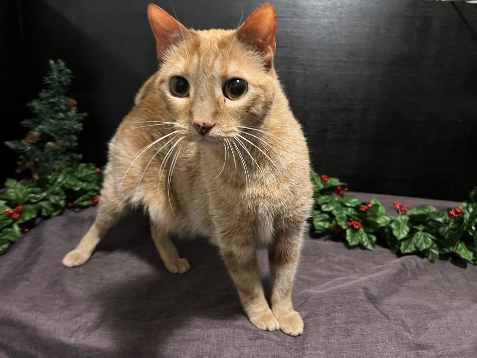 CHEETO - Tabby / Domestic Short Hair available for adoption