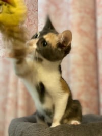 Priscilla - Photo 4