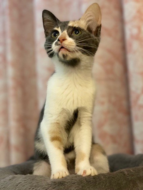 PRISCILLA - Dilute Calico / Domestic Short Hair for adoption in Atlanta