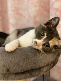 Priscilla - Photo 2