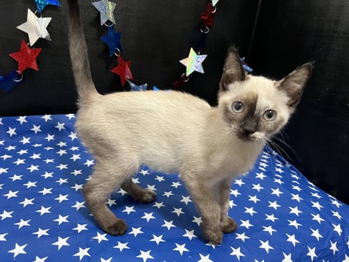JAZZY - Siamese / Domestic Short Hair available for adoption