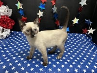 Jazzy - Photo 3