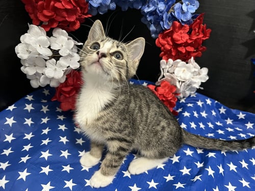 CHOPIN - Tabby / Domestic Short Hair available for adoption