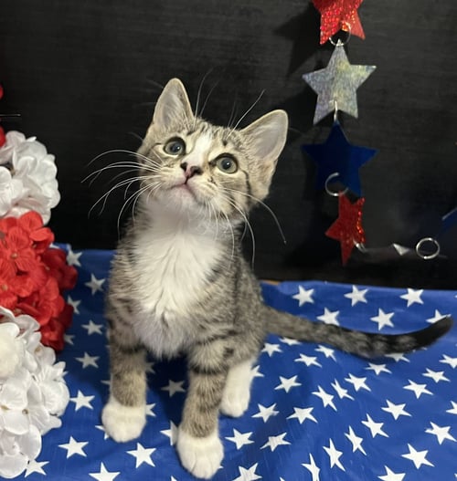 CHOPIN - Tabby / Domestic Short Hair for adoption in Atlanta