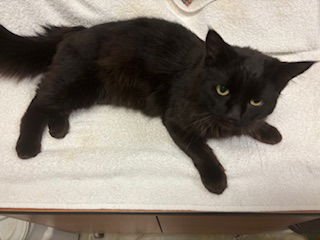 PEPPER - Domestic Medium Hair / Maine Coon available for adoption