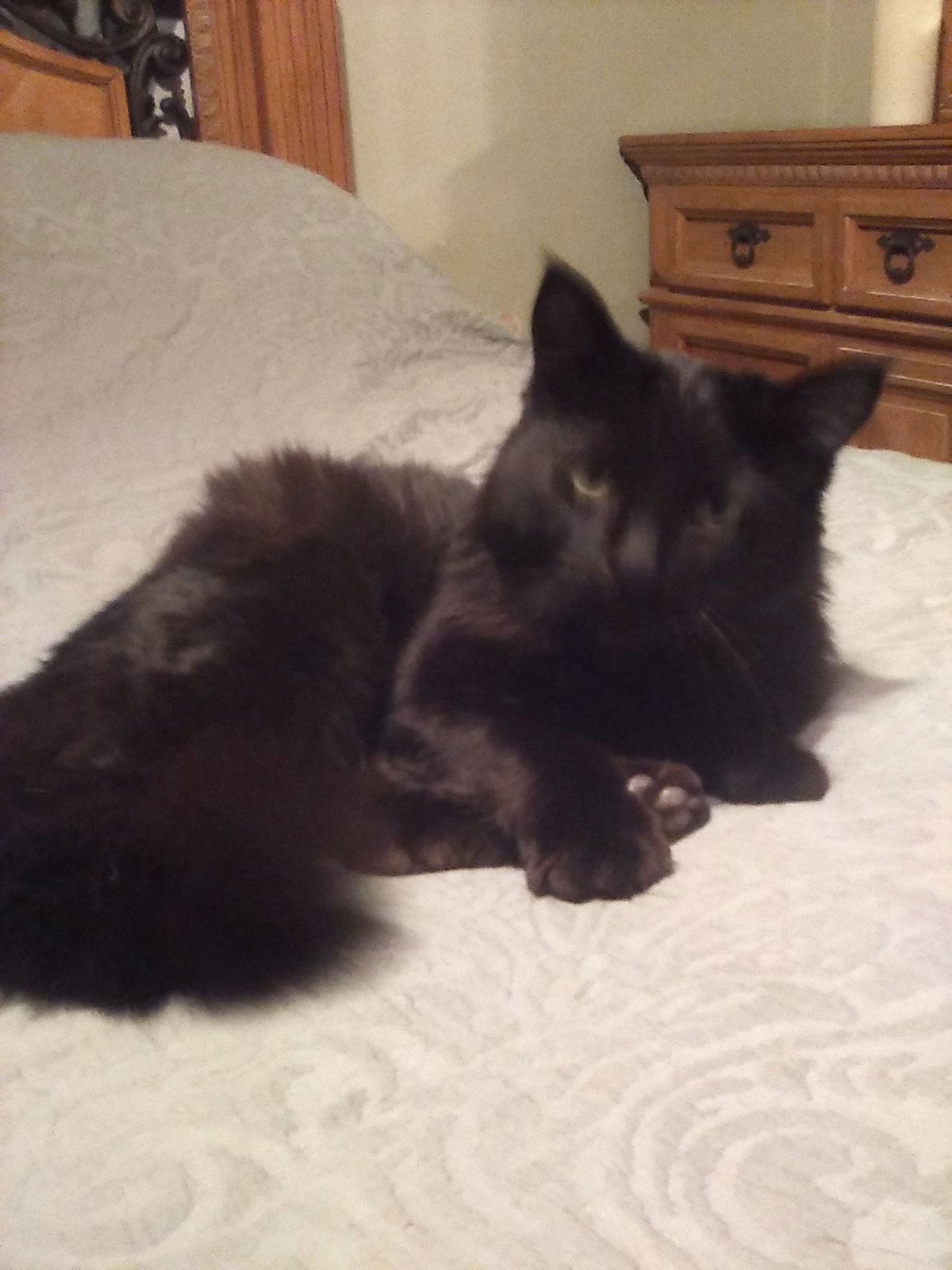 PEPPER - Domestic Medium Hair / Maine Coon available for adoption