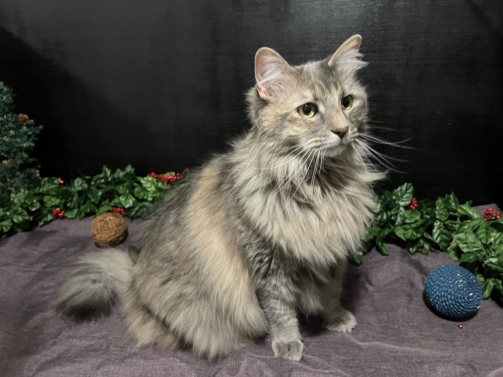 RAVI - Domestic Long Hair / Tabby available for adoption