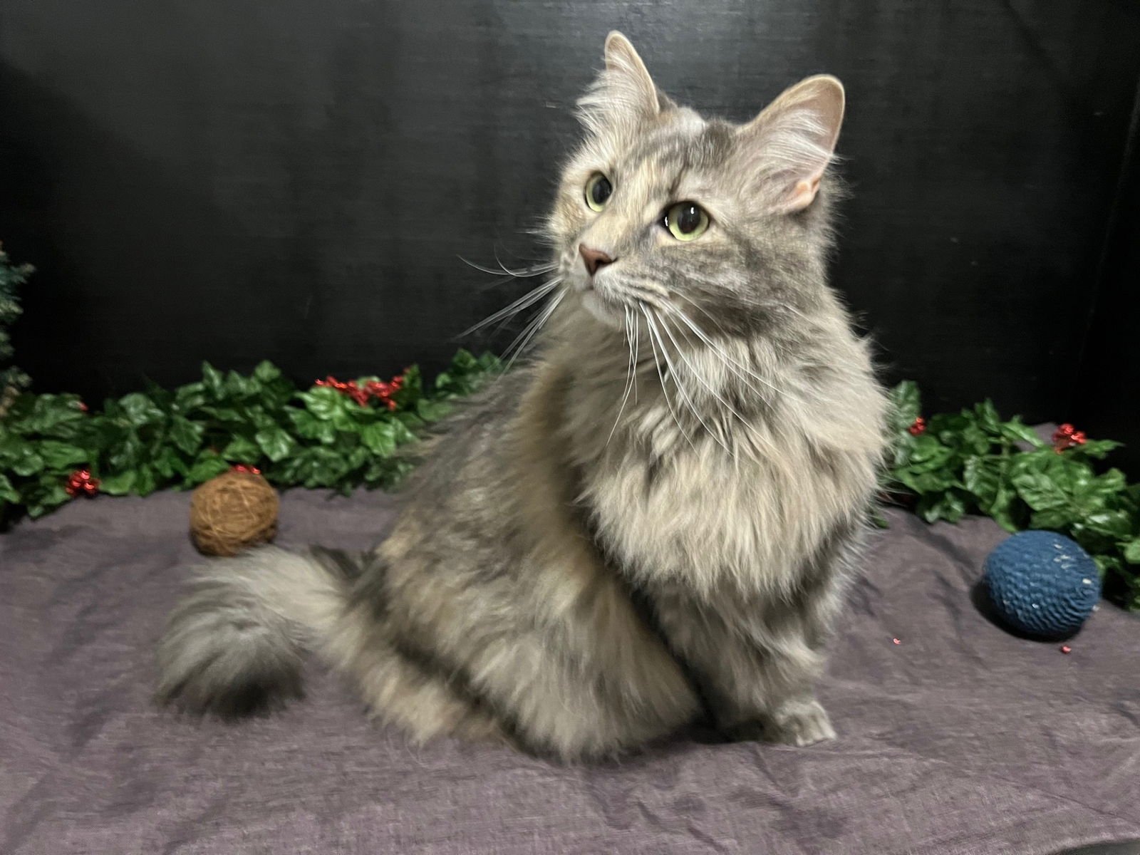 RAVI - Domestic Long Hair / Tabby available for adoption