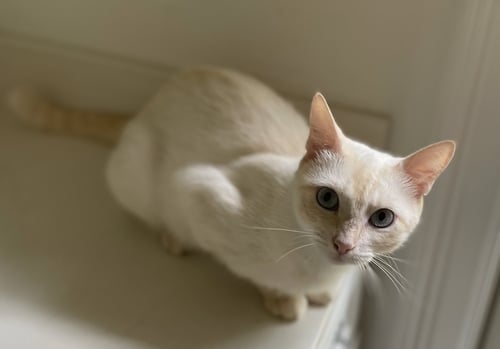 CRÈME BRULEE - Siamese / Domestic Short Hair available for adoption