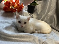 Nemo - Photo 2