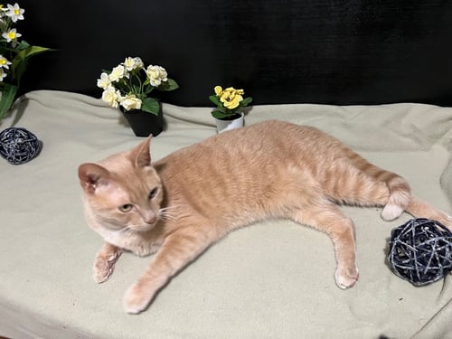 TINKERBELL - Tabby / Domestic Short Hair available for adoption
