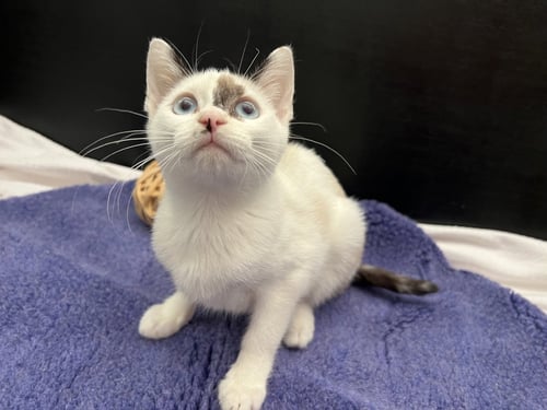 NIEVE - Siamese / Domestic Short Hair available for adoption