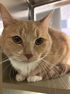 PATE - Tabby / Domestic Short Hair available for adoption