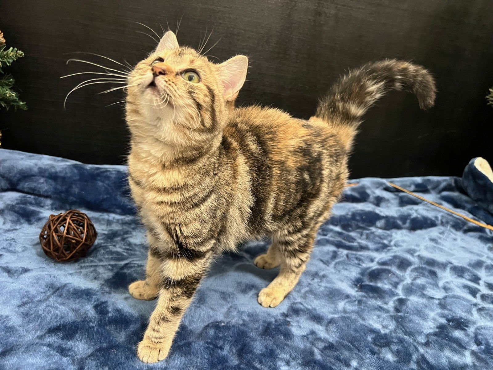 GEM - Tabby / Domestic Short Hair available for adoption