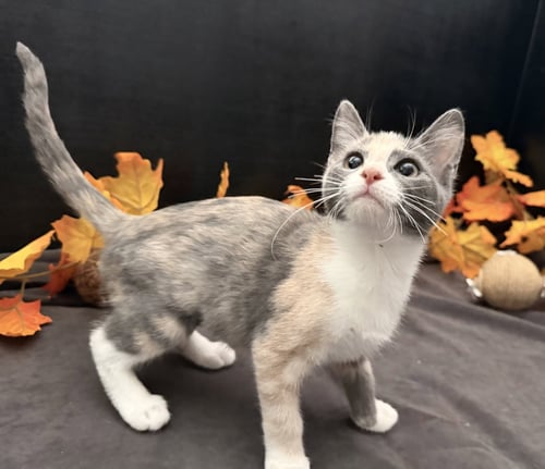 RUSTY - Dilute Calico / Domestic Short Hair available for adoption