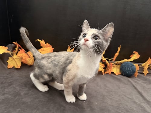 RUSTY - Dilute Calico / Domestic Short Hair available for adoption