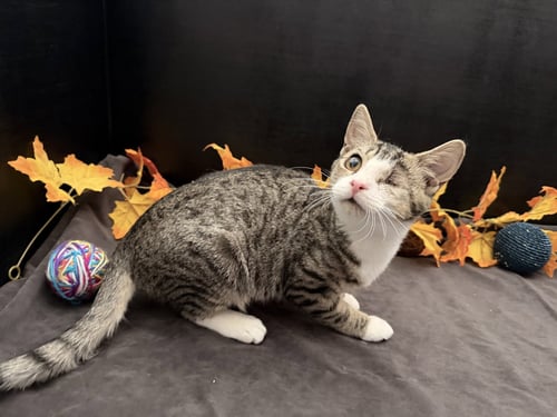 PRECIOUS - Tabby / Domestic Short Hair available for adoption