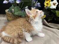 Pawsome - Photo 1